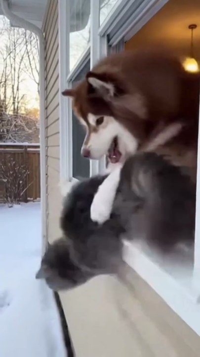 Cute and snow! Dog in serious Trouble 🐩😺😂😂