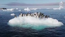 Nihilist Penguin Viral Video _ Solo Penguin Walks 70 KM _ Rare Wildlife Behavior – Aaj Pakistan News