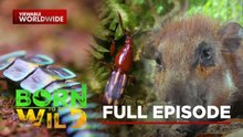 Nature’s Tiny Helpers and the Wild Boar's Strong Snout | Born To Be Wild (Full Episode)