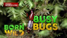 Maliliit na Insekto, Malaking Papel sa Kalikasan | Born To Be Wild