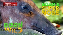 Nguso ng Baboy Ramo, Pambihira ang Lakas sa Pagbubungkal ng Lupa | Born To Be Wild