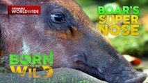Nguso ng Baboy Ramo, Pambihira ang Lakas sa Pagbubungkal ng Lupa | Born To Be Wild