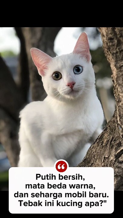 White cat