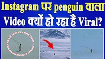 Viral Video: Instagram पर Panguin का Emotional Clip हुआ वायरल, कहानी सुन रो पड़े Users! |FilmiBeat