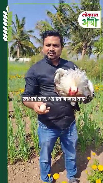 वजनदार शरीर अन् जगातील सर्वांत मोठी असलेली ब्रह्मा कोंबडी पाहिलीये का?