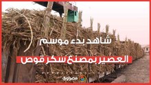 يا أبواللبايش يا قصب..شاهد بدء موسم العصير بمصنع سكر قوص