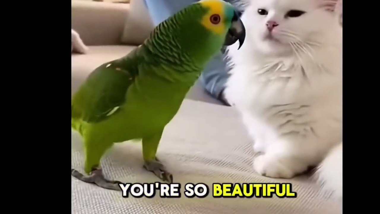 Funny Parrot Talks with Cat to marry with him– Mini Comedy
