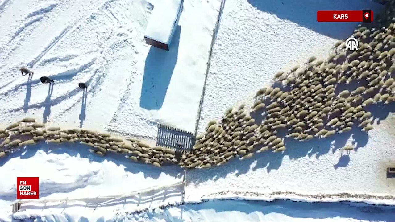 Kars'ta kangal akkaraman ırkı koyun sürüsünü devlet desteğiyle 6 kat büyüttü