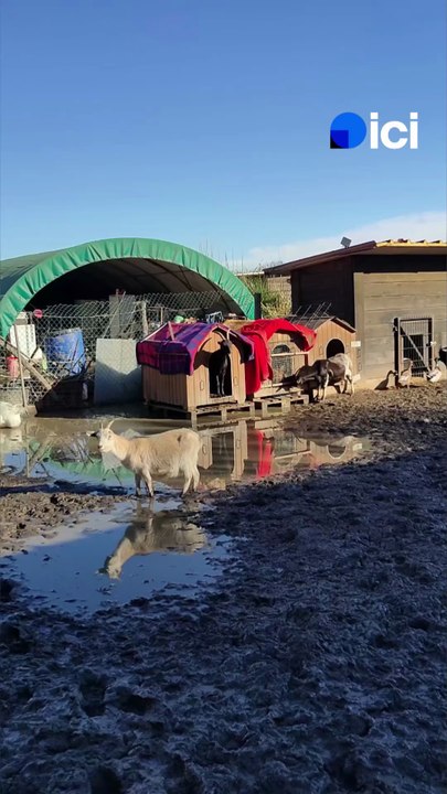 L'association Torreilles Ânes et Compagnie lance un appel à la solidarité, son refuge a été inondé