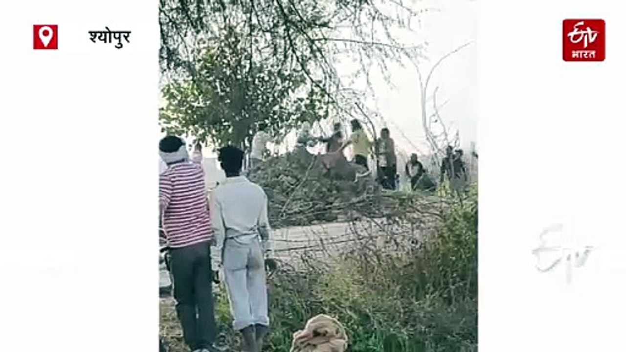 श्योपुर में दो गुटों में खूनी संघर्ष, जमकर चले लाठी-डंडे, ट्रैक्टर से कुचलने की कोशिश