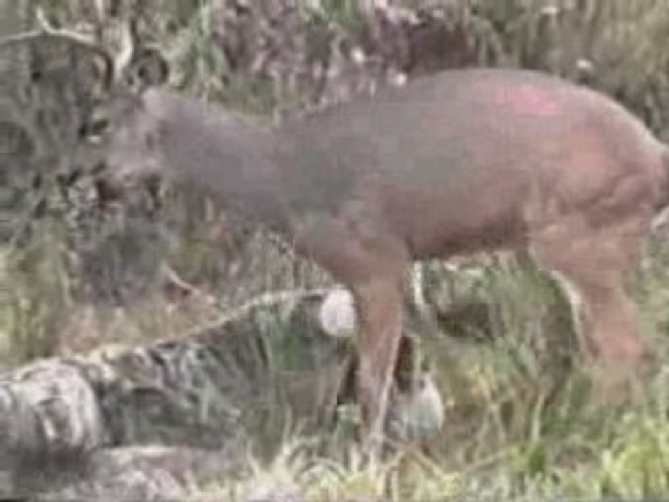 LE CERF ET LE CHASSEUR