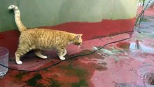 A cat cleaning itself on the rooftop in winter