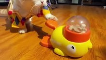 Duck feeder toy