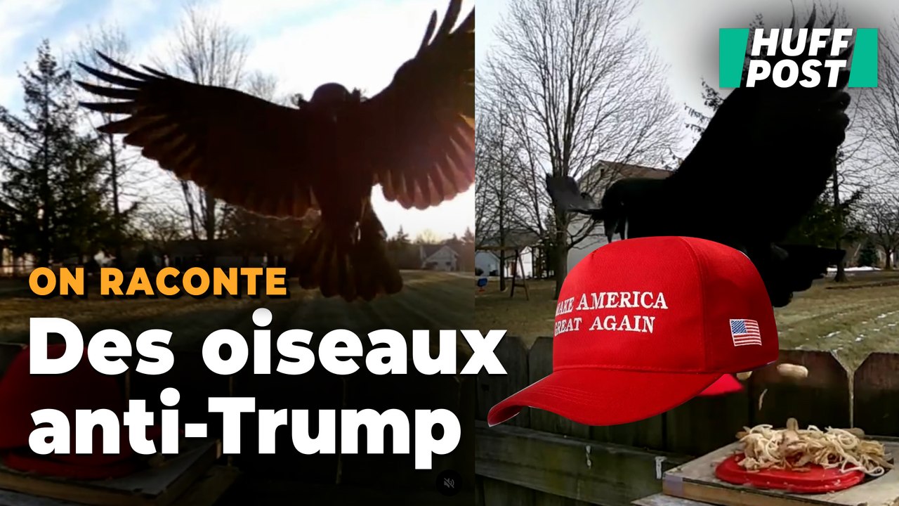 Cet Américain entraîne des corneilles à voler l...