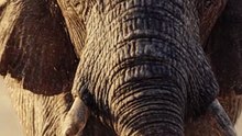 l¿Sabías que el elefante es el único mamífero incapaz de saltar?#VidaAnimal