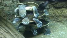 Roti Island snake-necked turtles get into an altercation that captures the attention of zoo visitors