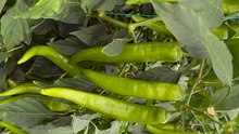 Growing long peppers in a modern greenhouse.