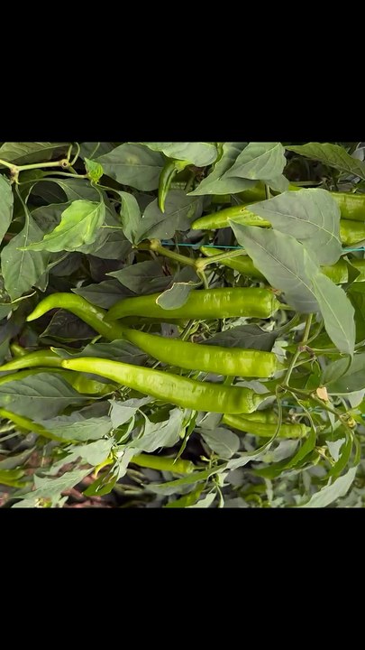 Growing long peppers in a modern greenhouse.