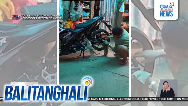 Pusa na nakikibutingting sa motorsiklo bilang Assistant Ming-Kaniko, kinagigiliwan ng netizens | Balitanghali