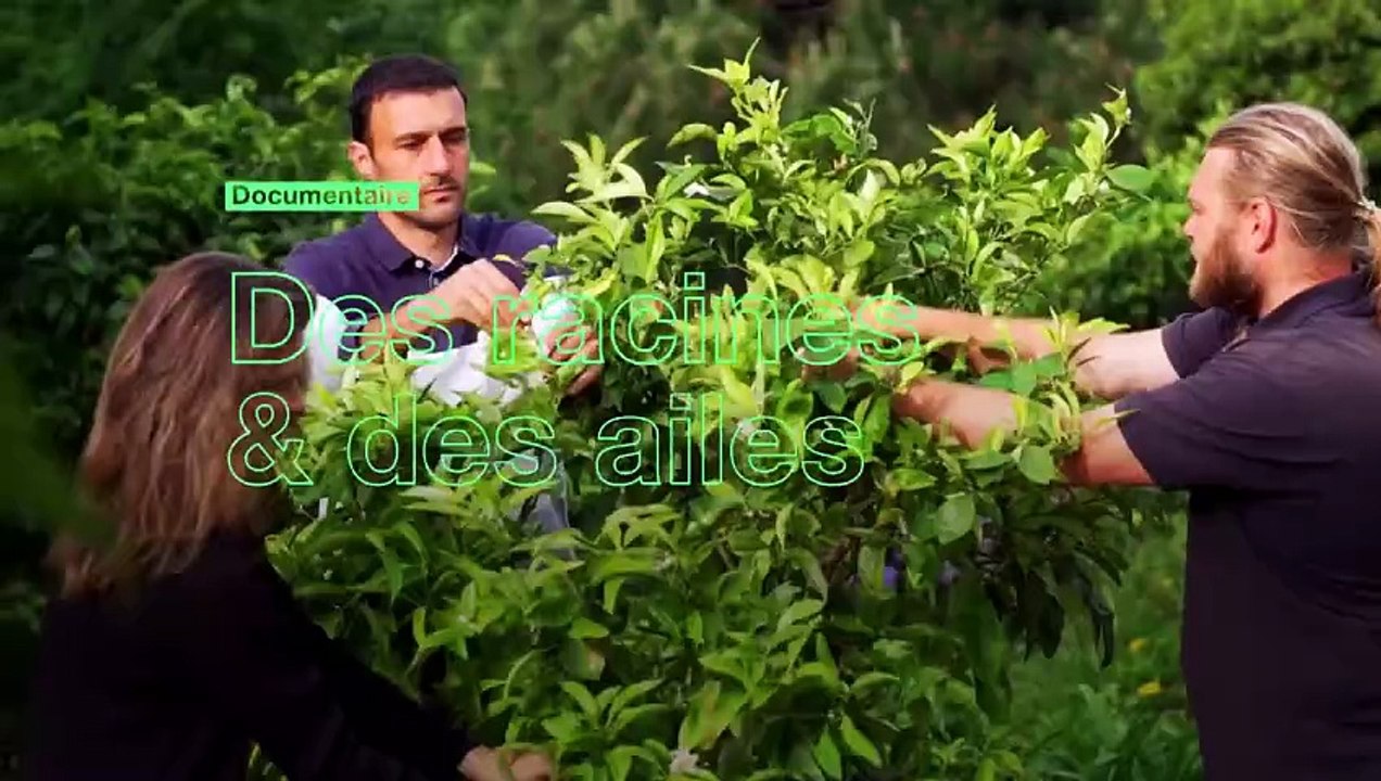 Des racines et des ailes