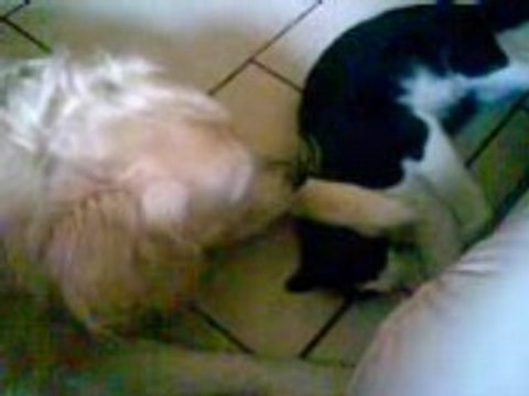 bagare tendre entre chien et chat