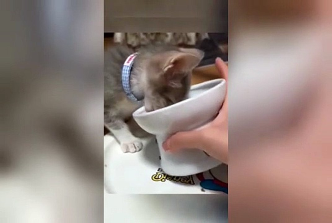 funny cat 0.2 (1)