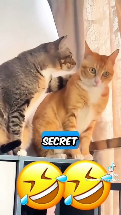 funny Talking pet's