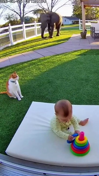 Cat Save Baby