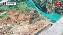 சேற்றில் சிக்கிய காட்டு யானையை போராடி மீட்ட கோவை வனத்துறையினர் - யானை இப்போது எப்படி இருக்கு?