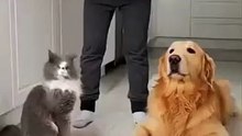 An innocent dog, a guilty cat