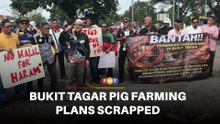Selangor scraps Bukit Tagar pig farming plans