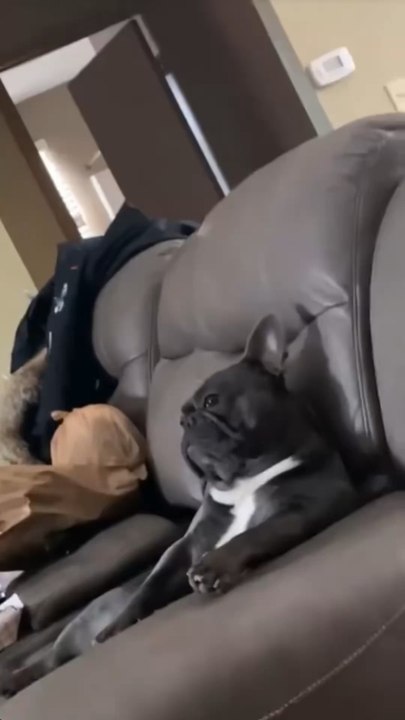 Bataille de regard 😳 #humour #drole #parodie #drole #chiens