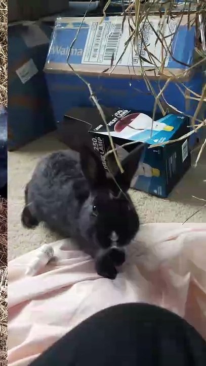 Eavesdropping on the rabbit convention! | #SparklegleamFarm #Bunny #homestead #rabbit #farmanimals #cute