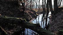 Shaded Woodland Stream in 4K • Dense Water Noise for Focus & Calm Work