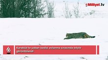Avlanırken kameraya yakalandı! Belgeselleri aratmayan görüntü...