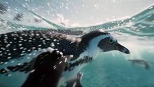 penguin wildlife ocean dive