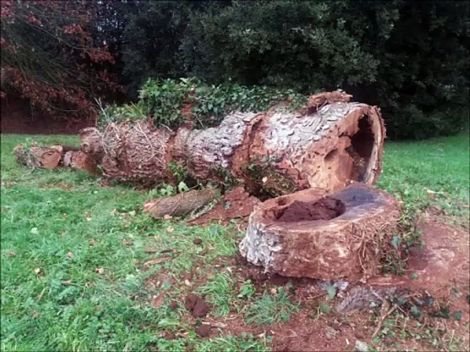 Arbres