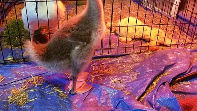 Some side eye from Tooey.... She wasn't sure about this Lemongrab fella. | #SparklegleamFarm #Lemongrab #Tooey #farm #goose #farmanimals #UNACCEPTABLE #cute