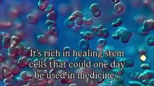 دم الحيض تحت المجهر: معجزة الخلايا الجذعية والبروتينات الفريدة