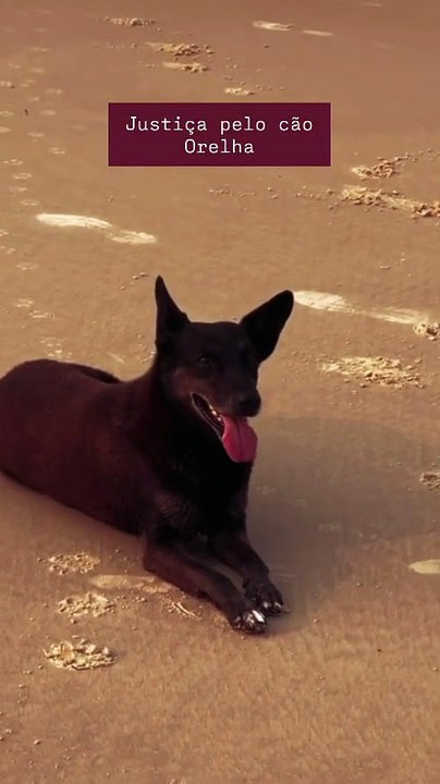 Vídeos revelam rotina do cão Orelha antes de episódio de maus-tratos em Florianópolis