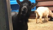 'We All Know Someone Like This...' - Goat shows off its noisy chewing style at Festival of Lights