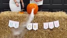 Autumn-Inspired Gender Reveal: Pink Smoke Brings Joyful Surprise|| Heartsome 💖