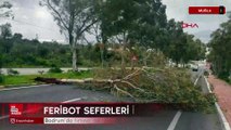 Muğla Bodrum’da fırtına; ağaçlar devrildi, motoryat karaya oturdu