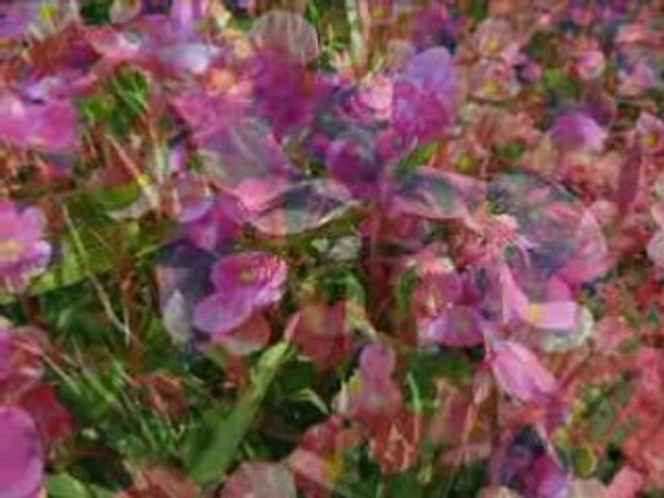 FLEURS