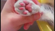 Pet paw trimmer 🐾