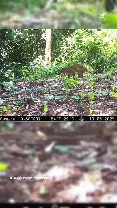 Dugaan Perburuan Macan Tutul Jawa Terungkap di Gunung Sanggabuana, Pelaku Bawa Anjing dan Senjata