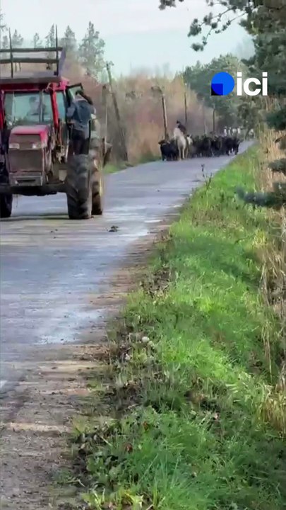 La transhumance des taureaux de la manade Aubanel à Saint-Gilles (Gard)