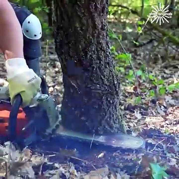 Steps for safely clearing a dangerous hung-up tree
