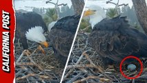 Bald eagle beaus Jackie and Shadow welcome first egg of the new year