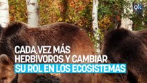 Parece raro, pero la ciencia lo avala: los osos podrían ser cada vez más herbívoros y cambiar su rol en los ecosistemas